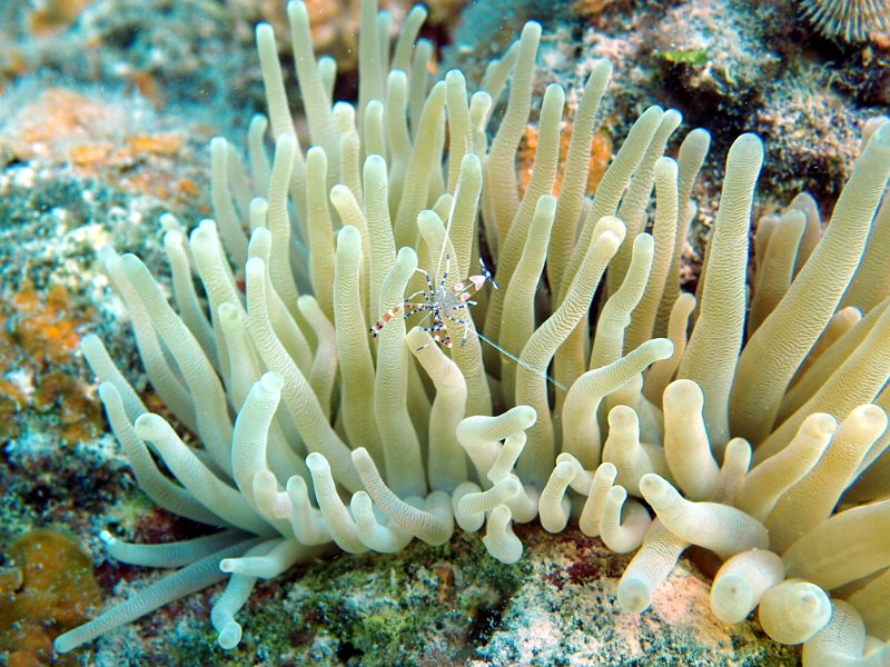 Curacao 04-12 240.JPG
